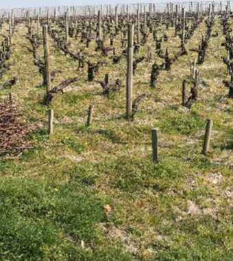 image d'un champ de vignes sans protection étape 1