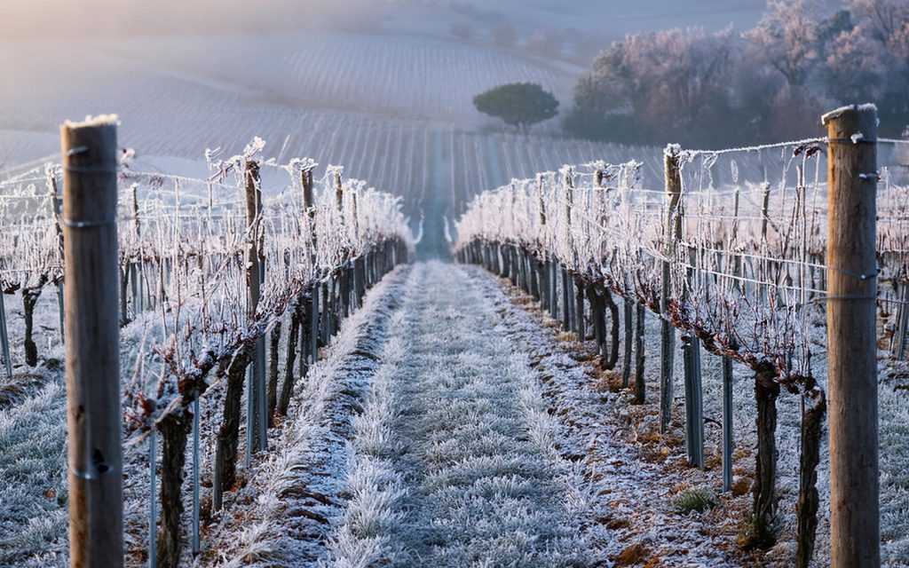 menace gel sur les vignes