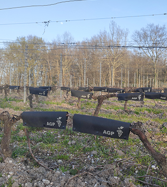 image d'un champ de vignes avec protection AGP-vignes étape 4
