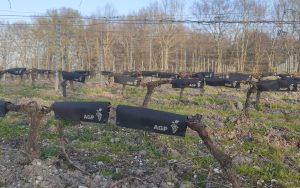 Installation de la solution sur des vignes