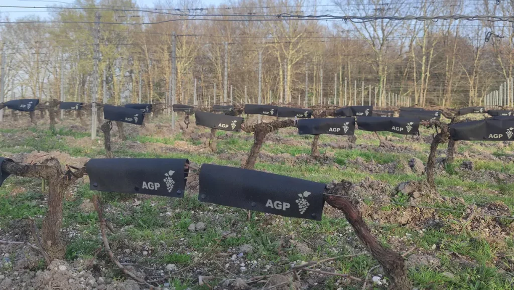 Le manchon protection vigne : une alternative efficace