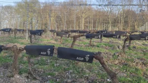 Installation facile dans les vignes